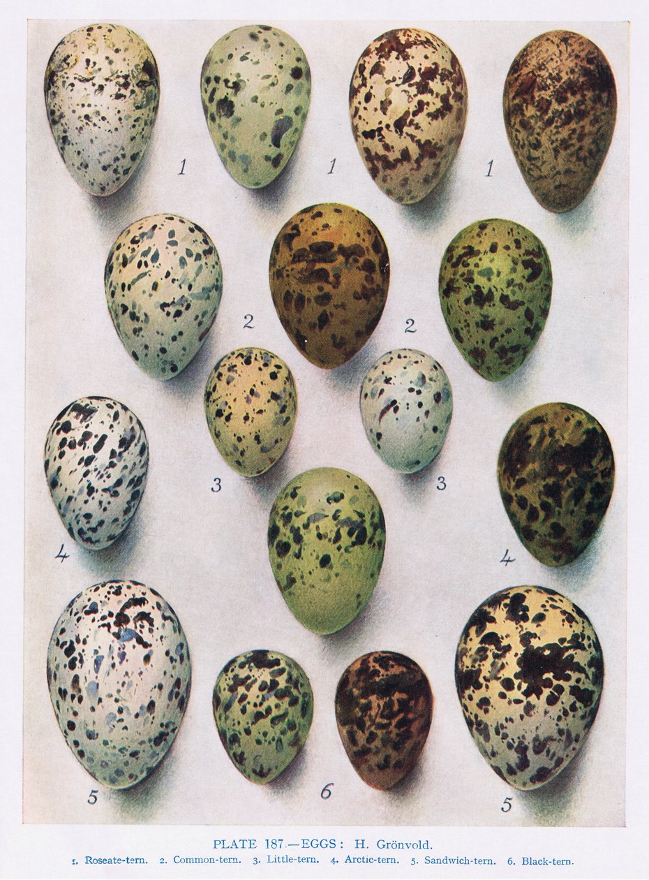 Tojás: Guillemot: stb., Illusztráció a „British Birds”-ből, Kirkman und Jourdain, 1966 alkotó: Hendrik Gronvold