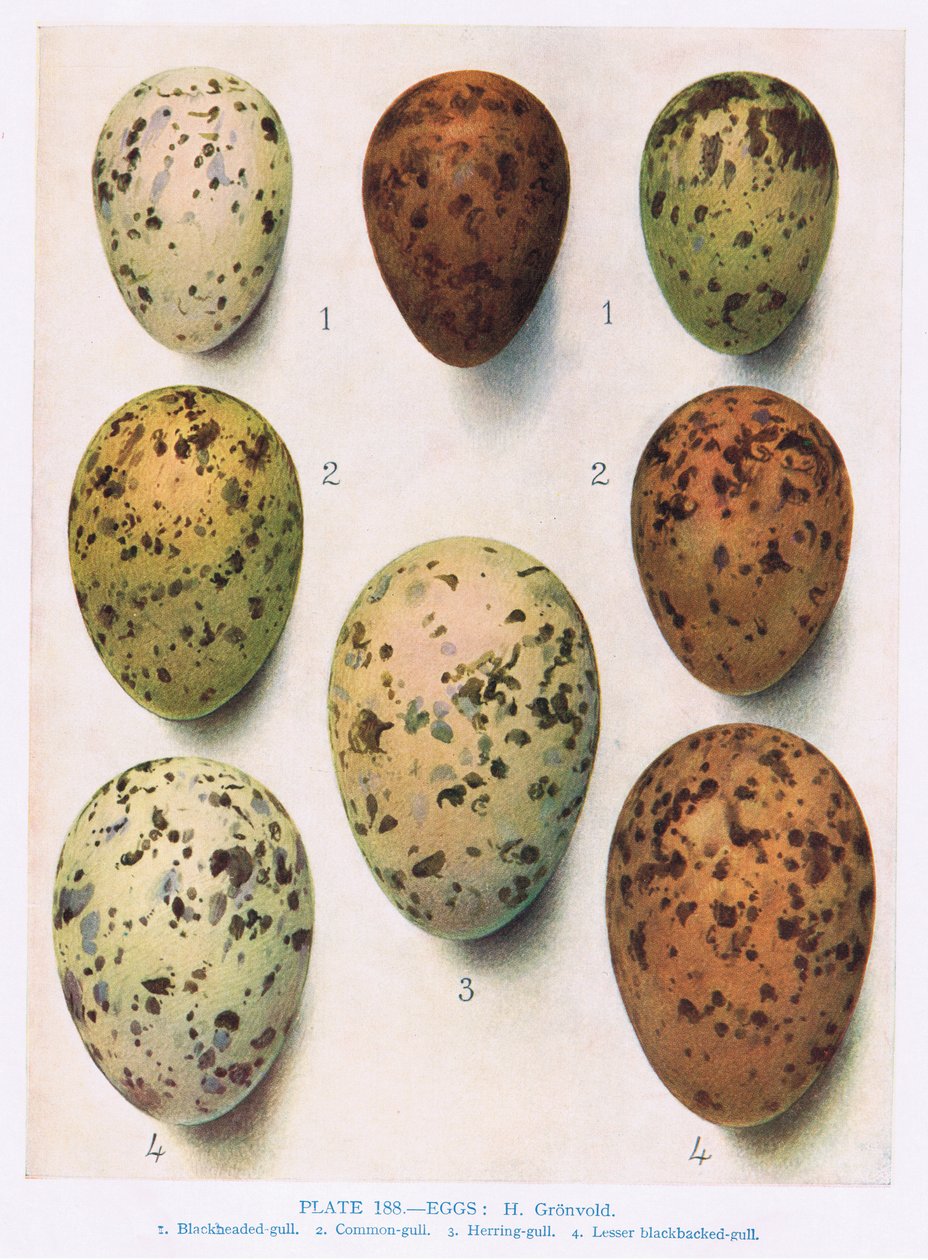 Tojás: Rózsaszín csér: Közönséges csér: stb., Illusztráció a „British Birds” című művéből, Kirkman und Jourdain, 1966 alkotó: Hendrik Gronvold
