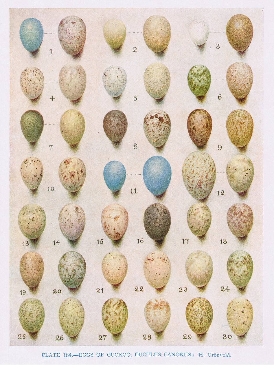 Tojás: fűzfa poszáta: faposztikus pasztá: stb, illusztráció a „British Birds” című művéből, Kirkman und Jourdain, 1966 alkotó: Hendrik Gronvold