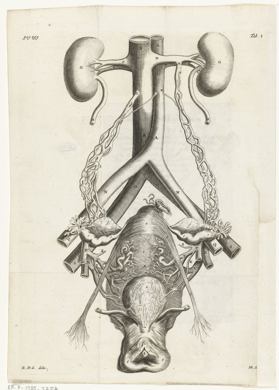 A női nemi szervek és a vesék anatómiai képe Könyvillusztráció: Reinier de Graaf, Összes alkotás, Amszterdam, 1686 alkotó: Hendrik Bary