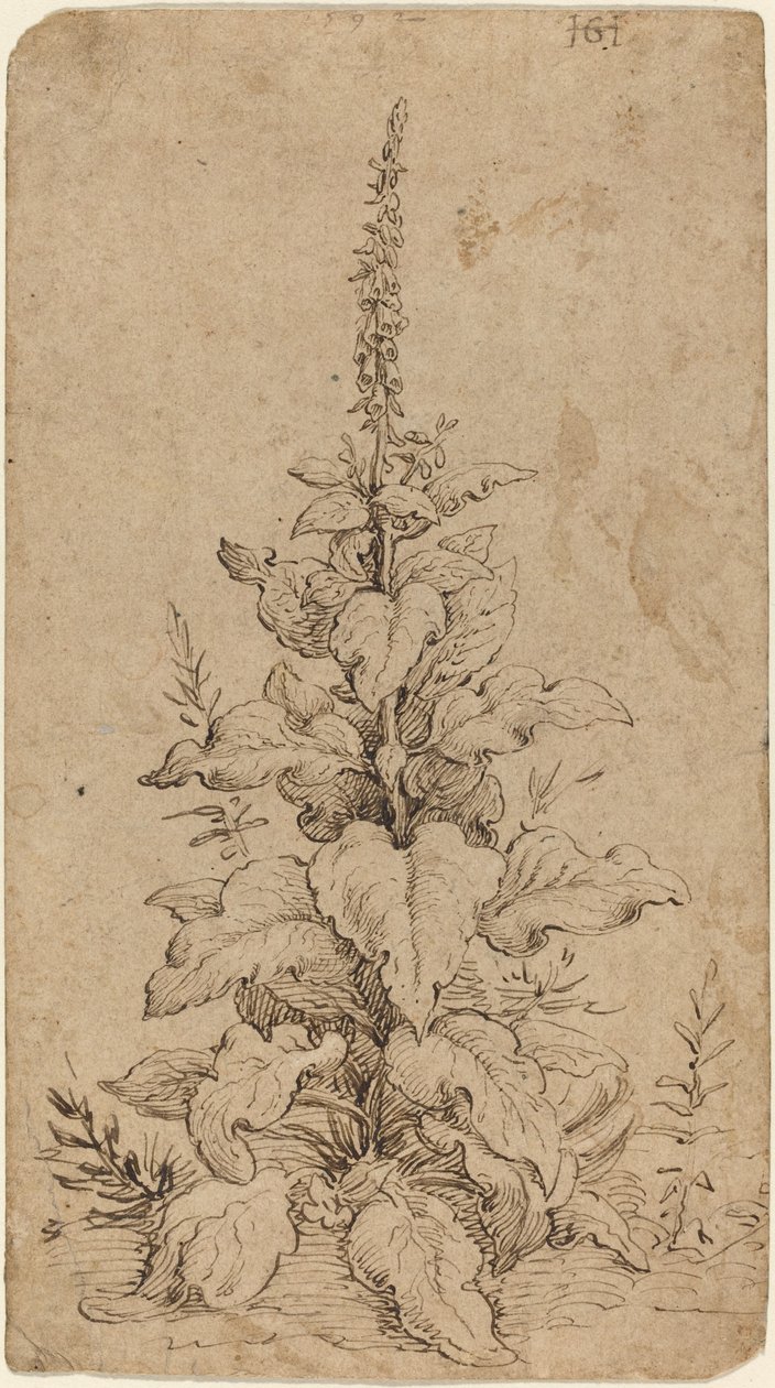 Virágzó gyűszűvirág alkotó: Hendrik Goltzius