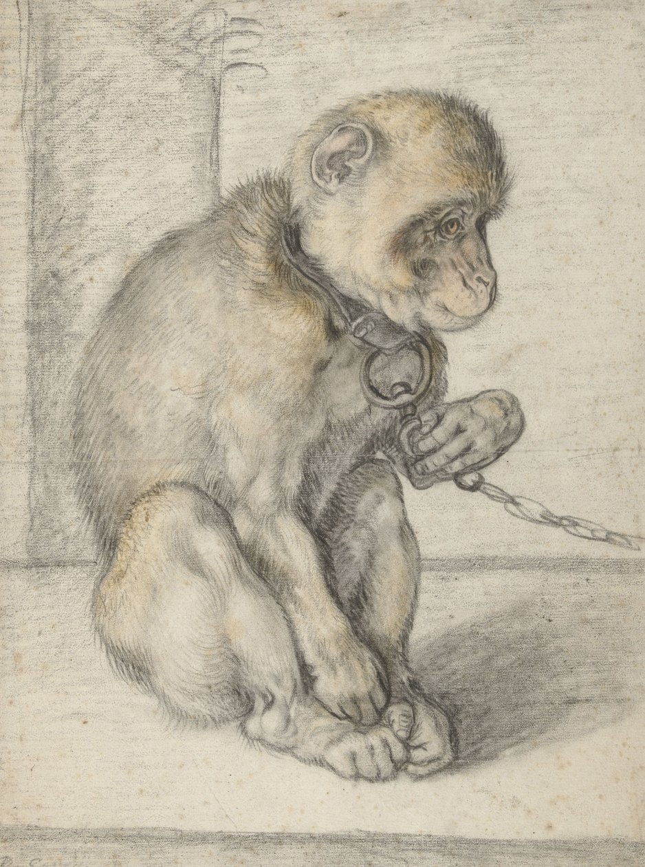 Ülő majom láncon, 1592-1602 (fekete, okker és vörös kréta) alkotó: Hendrik Goltzius