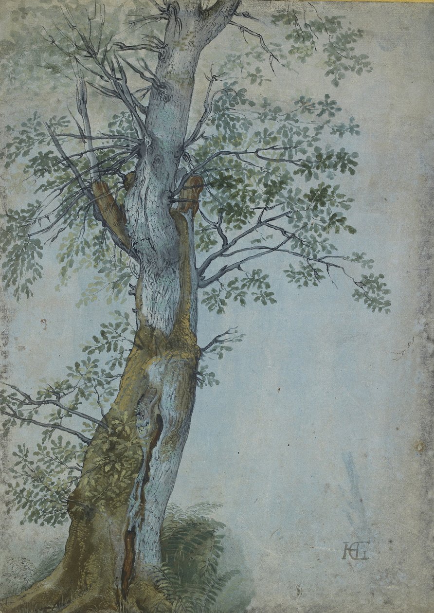 Tanulmány egy fáról, 1597-99 (toll sötétbarna tintával, ecset wc-vel és testszín, kék papíron fehérrel kiemelve) alkotó: Hendrik Goltzius