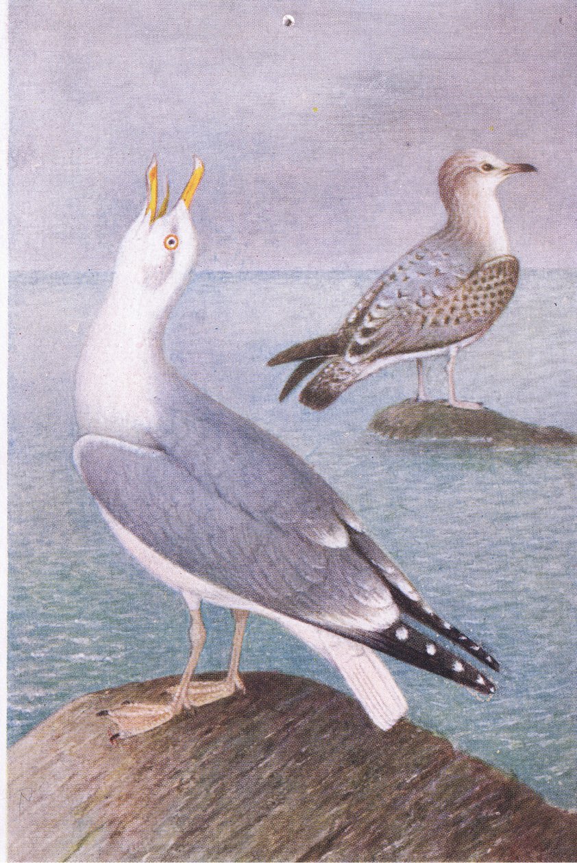 Heringsirály, Képeslapok, 1930-as évek alkotó: Hendrik Gronvold