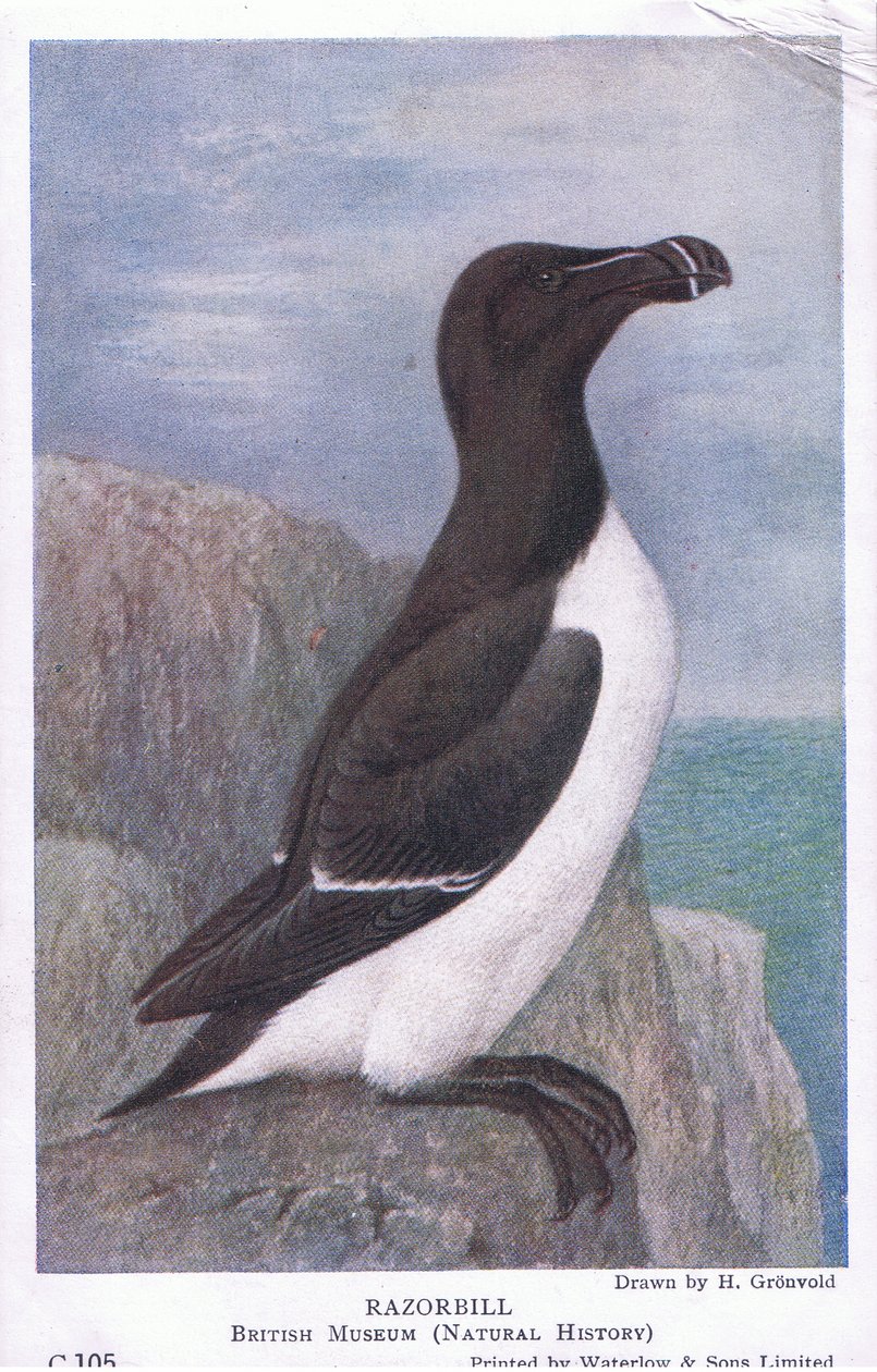 Razorbill, Képeslapok, 1930-as évek alkotó: Hendrik Gronvold