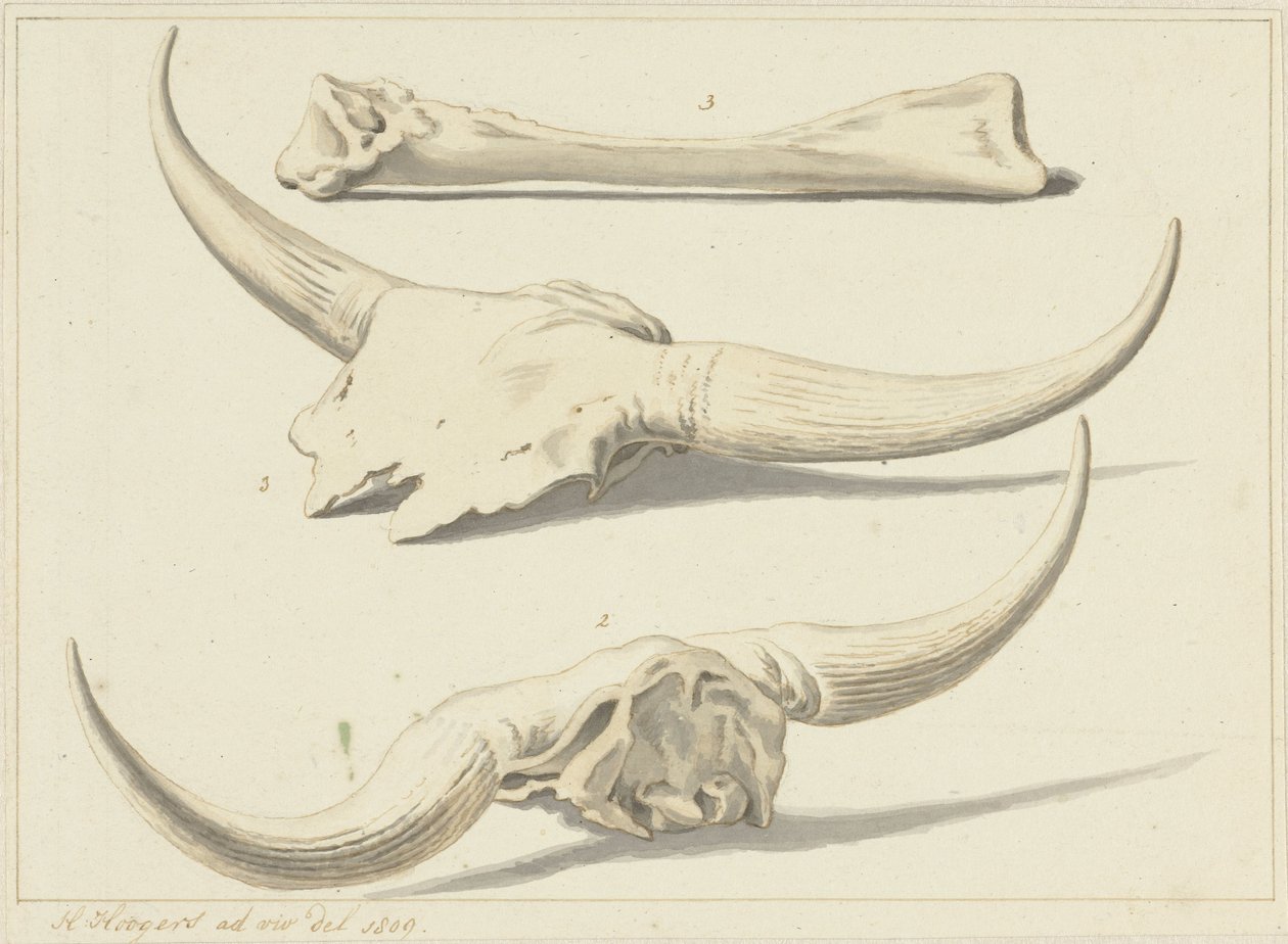 Az 1809-es árvíz idején talált ősbölény fosszilis csontjai alkotó: Hendrik Hoogers
