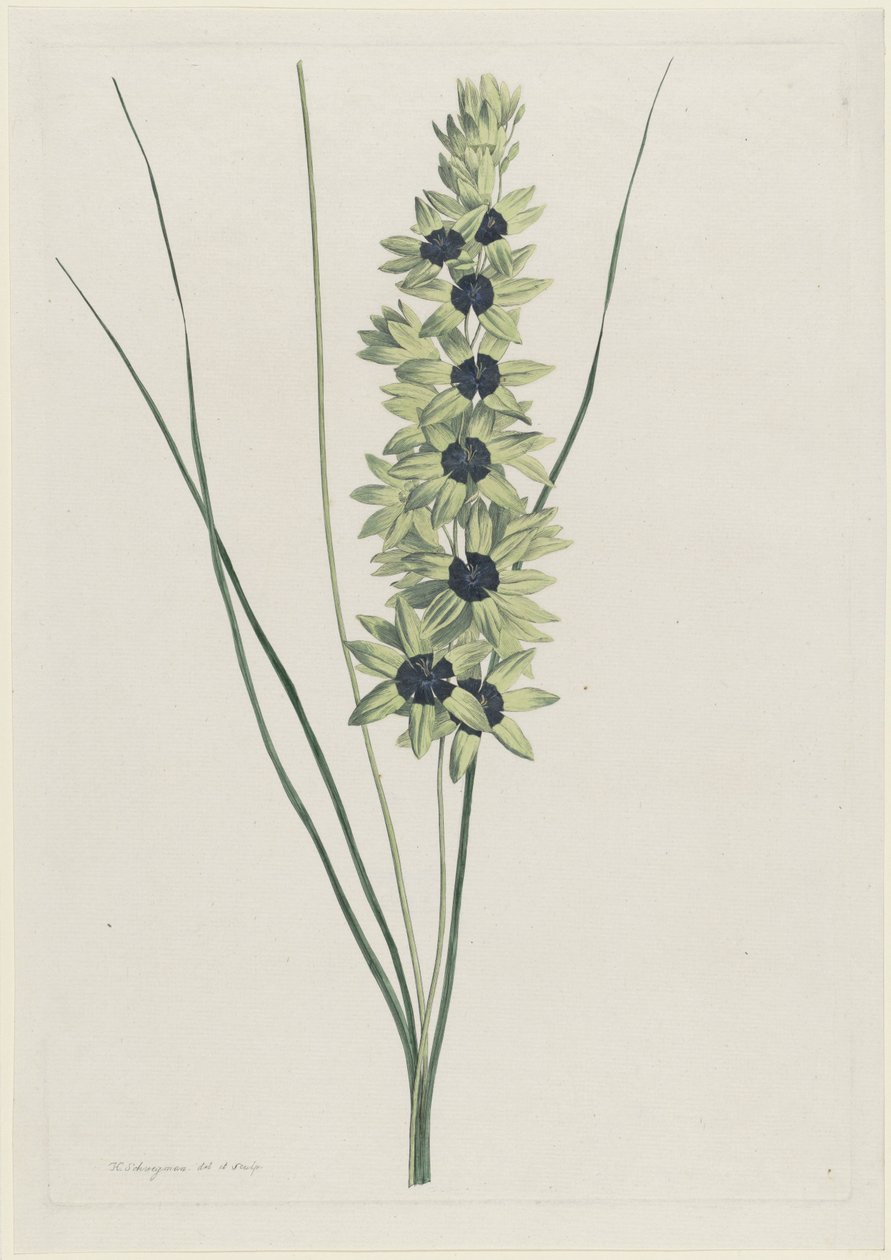 afrikaanse írisz (Ixia maculata verdi) alkotó: Hendrik Schwegman
