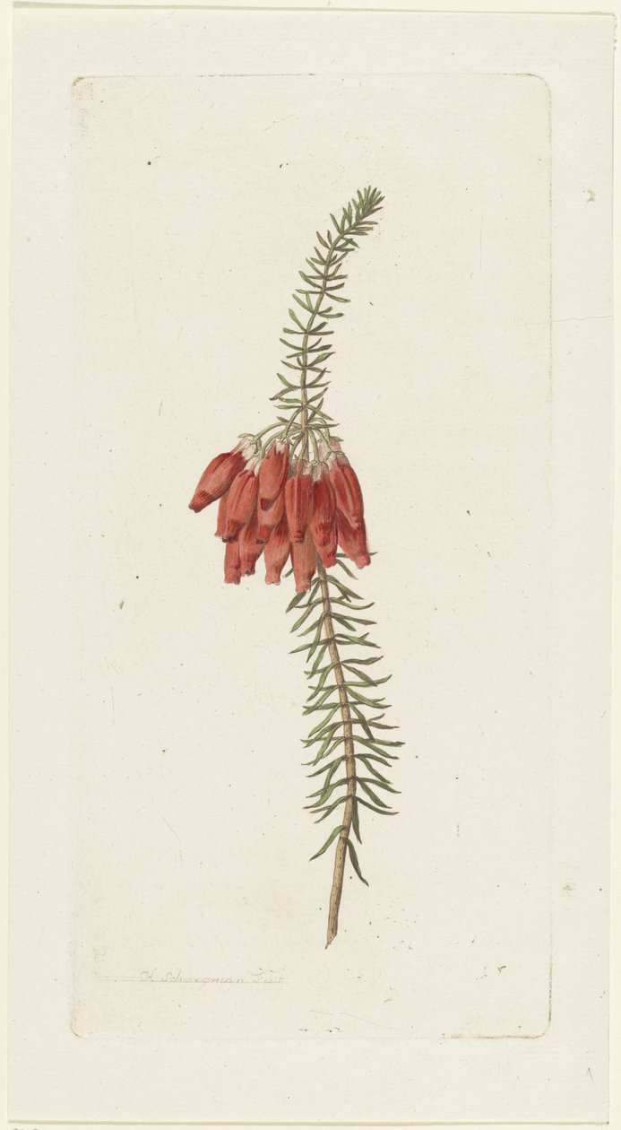 Virágok (Erica Mammosa) alkotó: Hendrik Schwegman