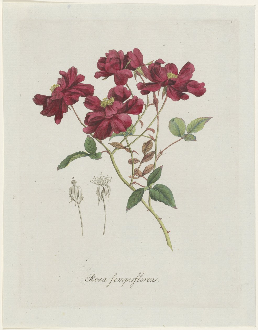 Kínai rózsa (Rosa chinensis Jacq.) Rosa semperflorens (cím a tárgyon) alkotó: Hendrik Schwegman