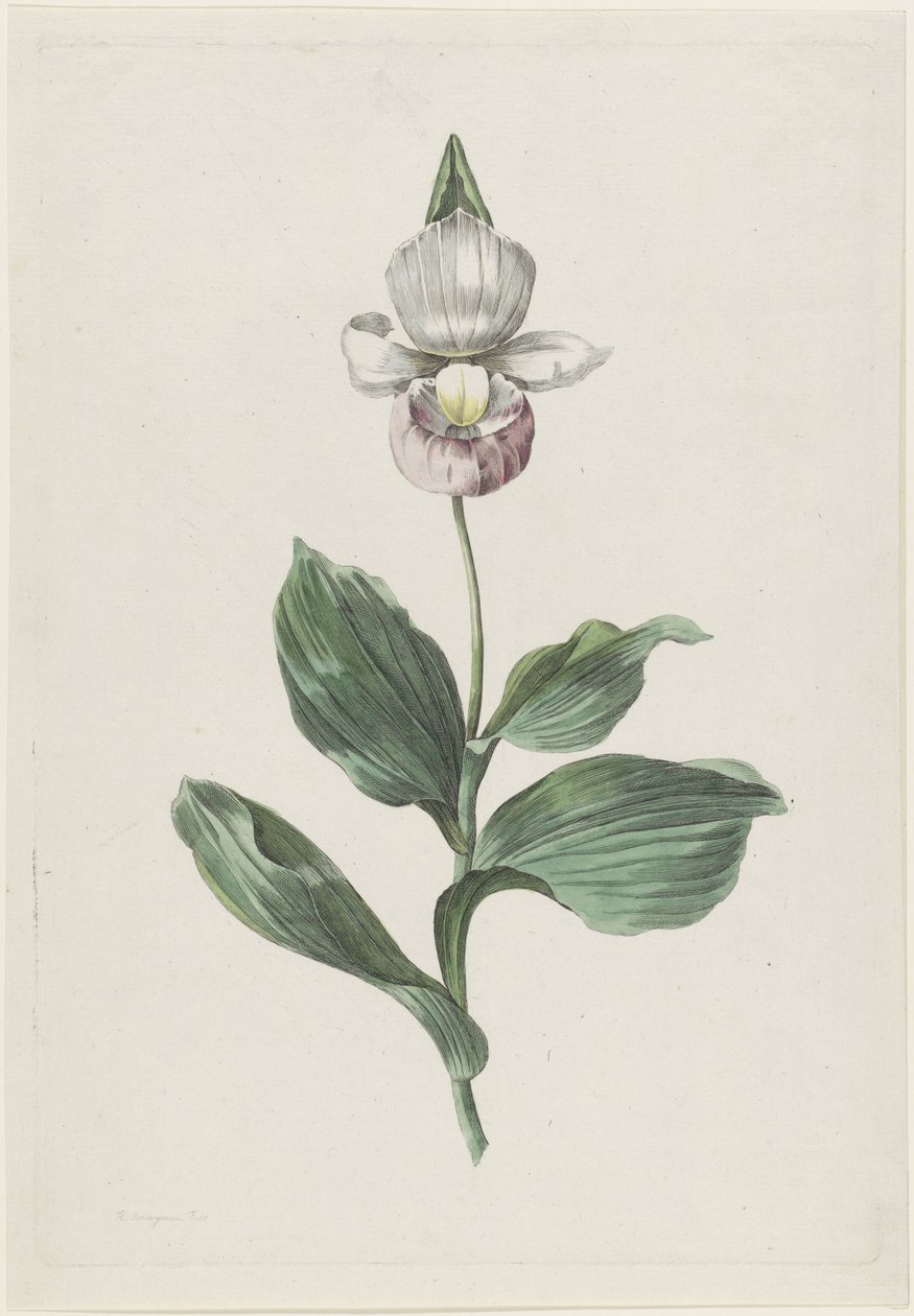 Orchidea női papucs (Cypripedium reginae Walter) alkotó: Hendrik Schwegman