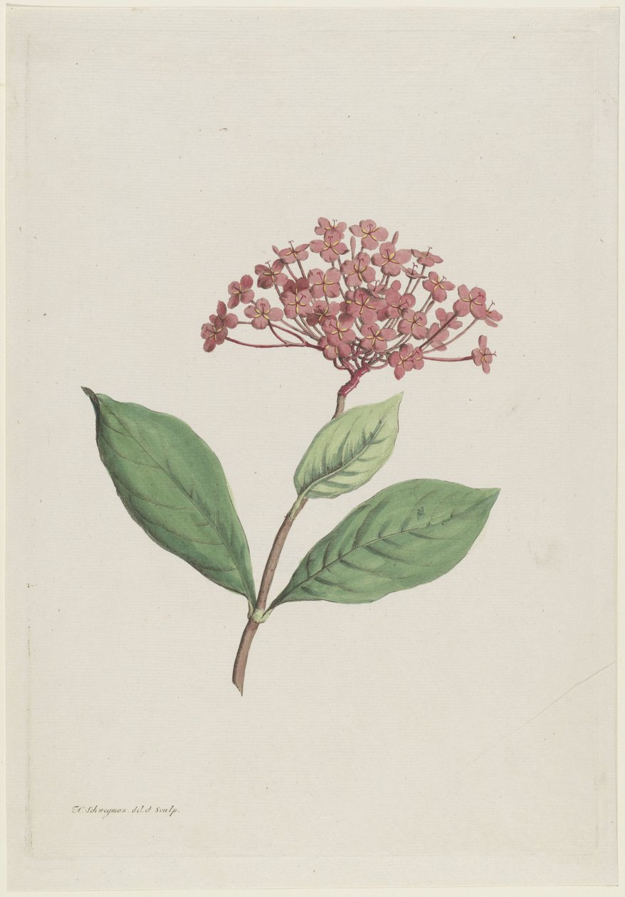 Pávacseresznye (Ixora coccinea) alkotó: Hendrik Schwegman
