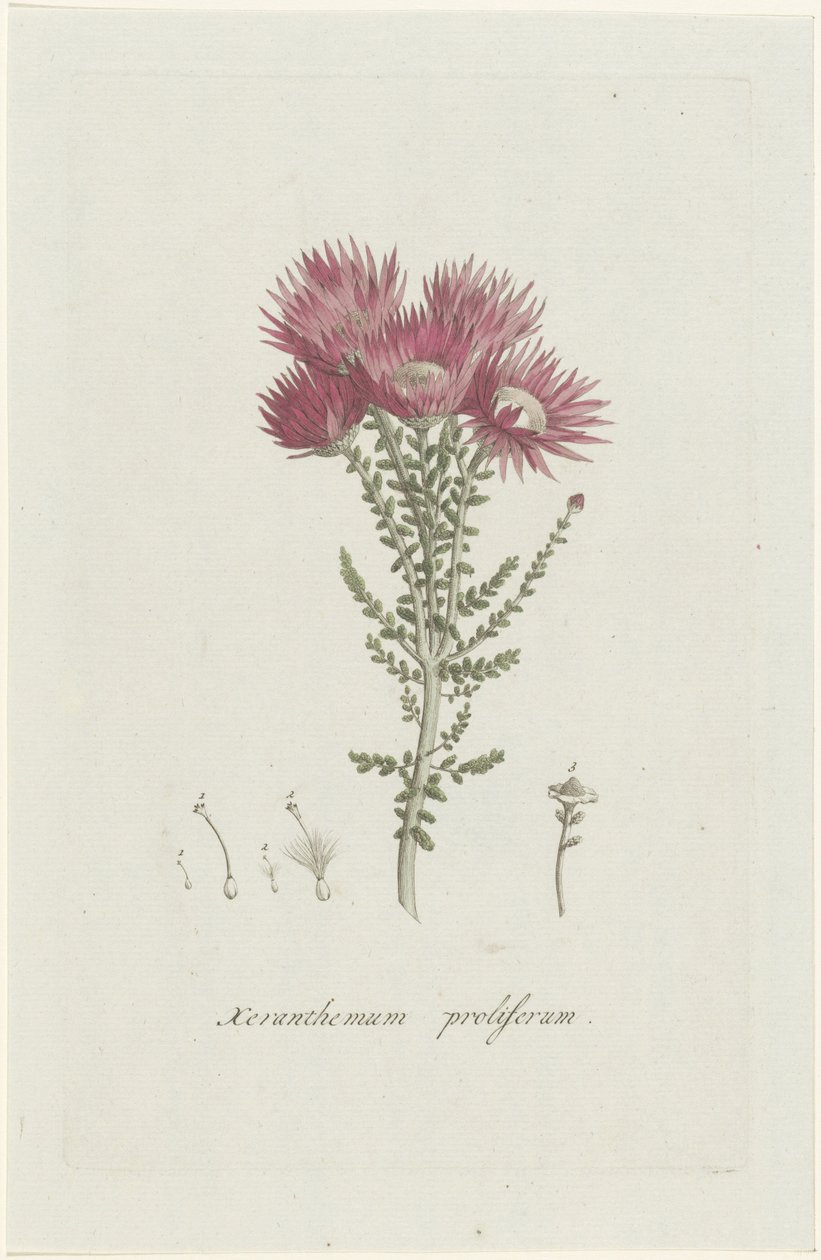 Phaenocoma prolifera Xeranthemum proliferum (cím a tárgyon) alkotó: Hendrik Schwegman