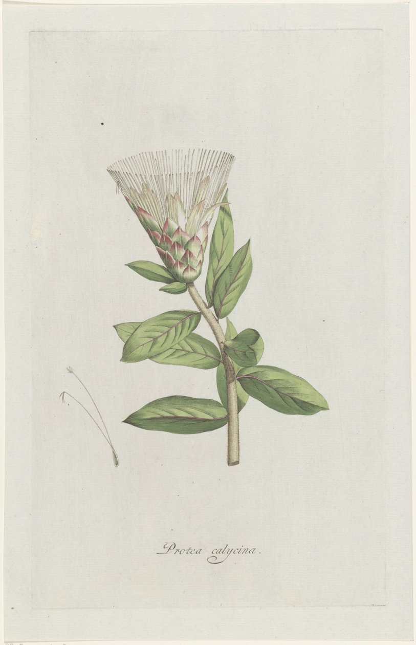 Protea Protea calycina (cím a tárgyon) alkotó: Hendrik Schwegman