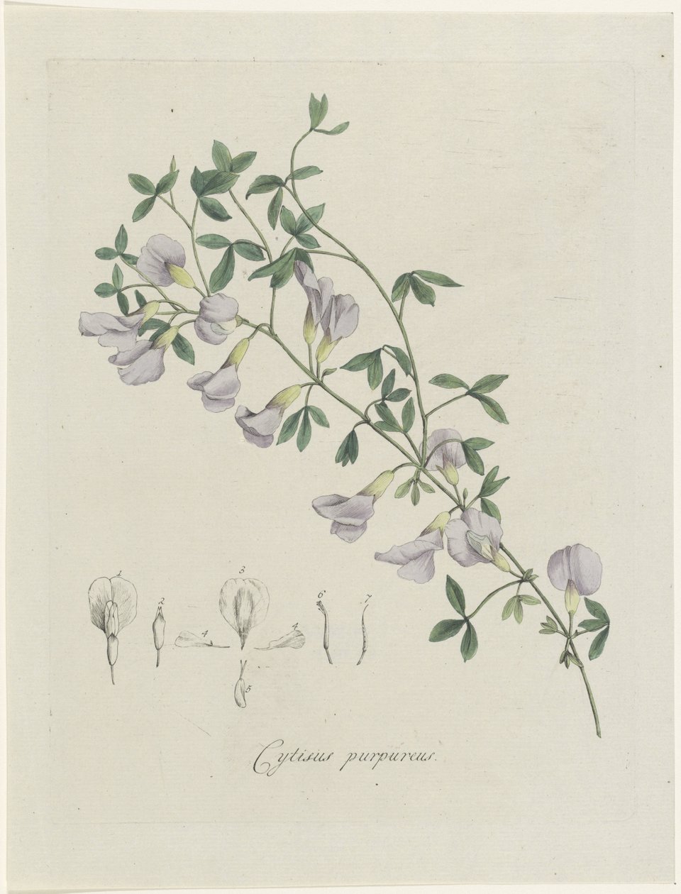 Lila keszeg Lila Cytisus (cím a tárgyon) alkotó: Hendrik Schwegman
