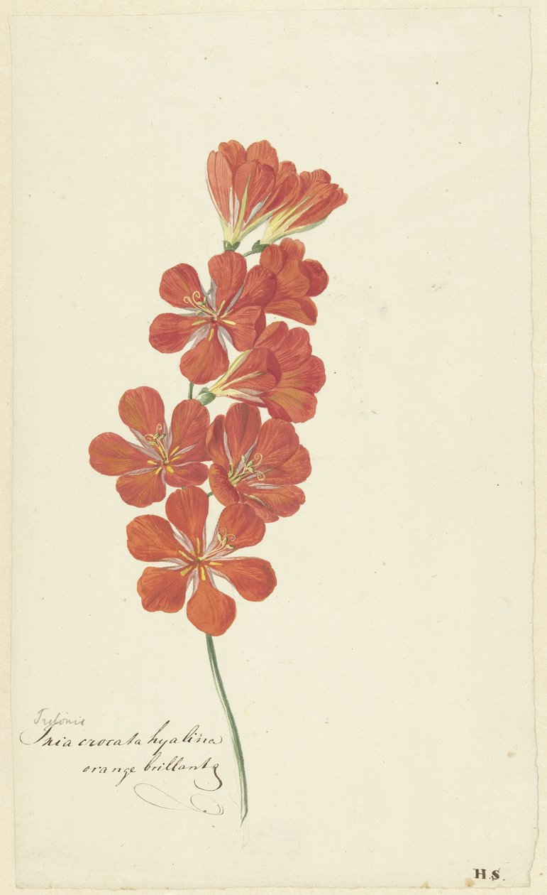 Tritonia Crocata (lángfrézia) alkotó: Hendrik Schwegman