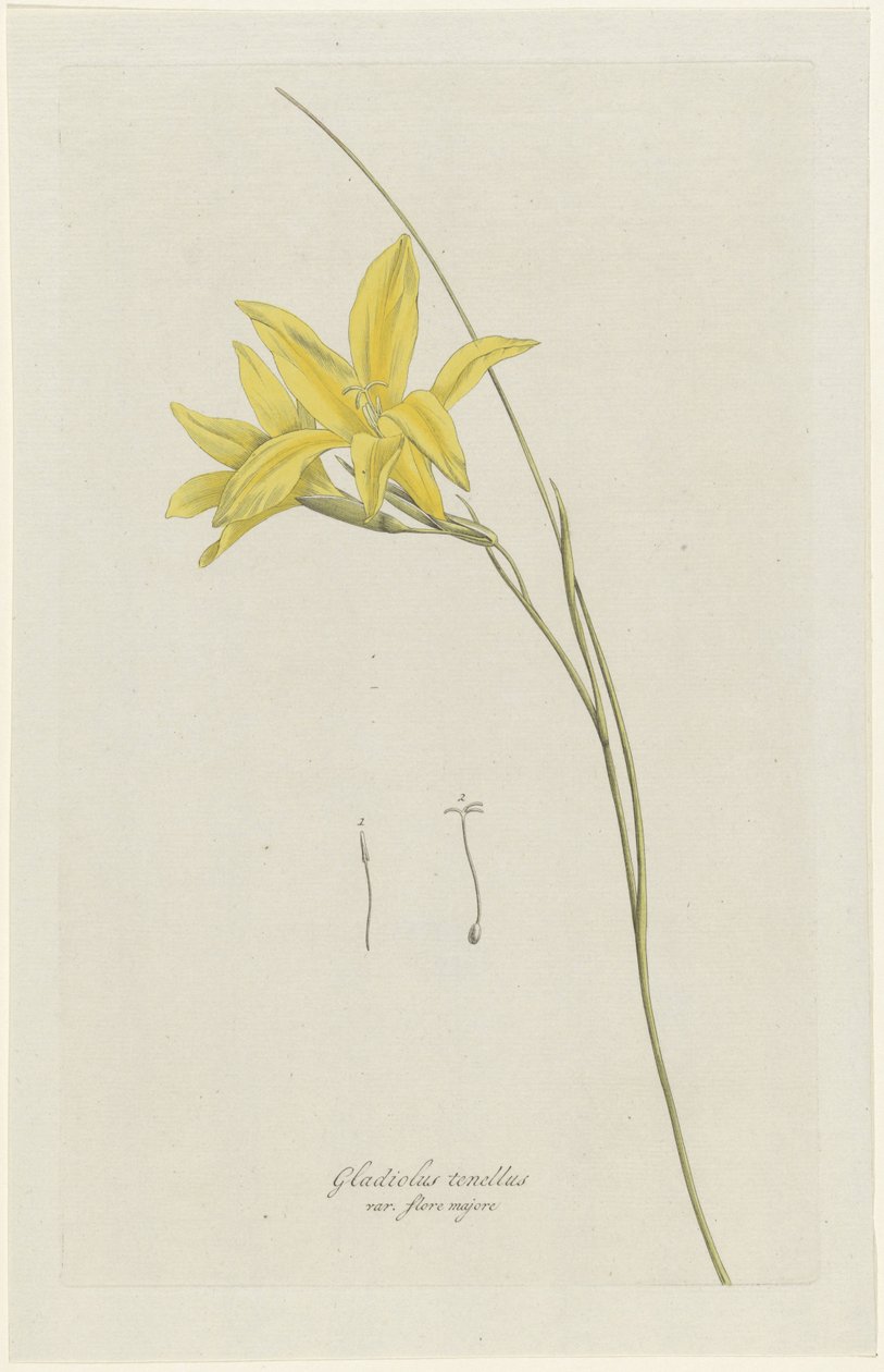 Kardliliom (Gladiolus carinatus Aiton) Gladiolus tenellus var. flore majore (cím a tárgyon) alkotó: Hendrik Schwegman