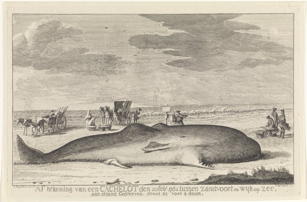 elmosott sperma bálna Kijelentkezés egy gyorsítótárból 1762. február 20-án Zandvoort és Wyk op Zee között, egy tengerparton vezetve, nagy, 61 láb 6 duum. (cím a tárgyon) alkotó: Hendrik Spilman