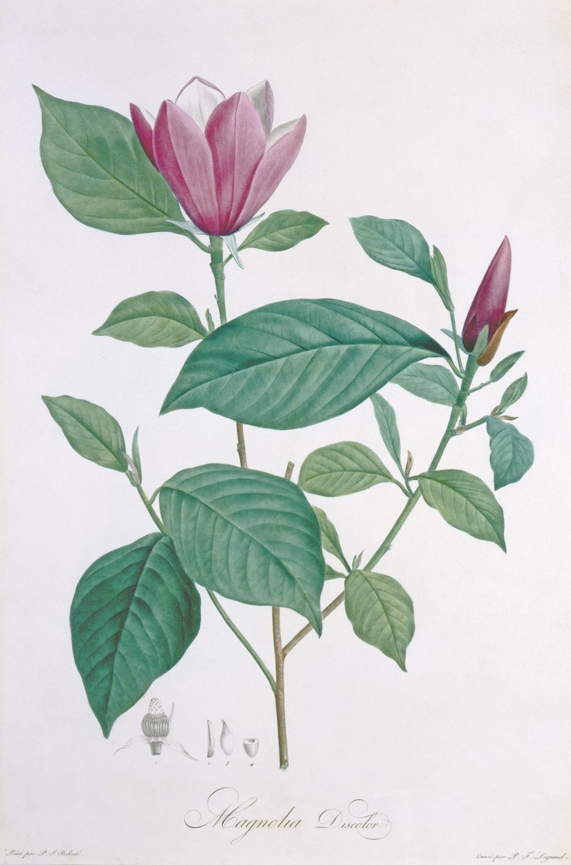Magnólia elszíneződés, Legrand metszet alkotó: Pierre Joseph Redouté