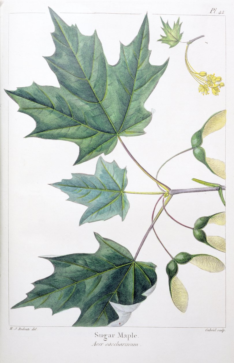Cukor Juhar alkotó: Pierre Joseph Redouté