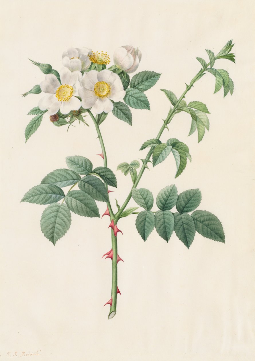 Brier Bush Rose vagy Dog Rose Rosa Leucantha, 1817-1824. alkotó: Pierre Joseph Redouté