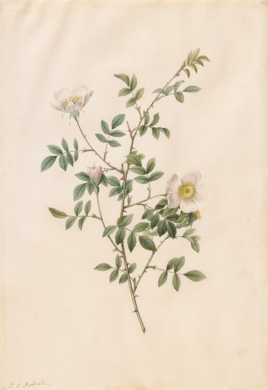 Brier Bush Rose vagy Dog Rose Rosa Sepium Rosea, 1817-1824. alkotó: Pierre Joseph Redouté