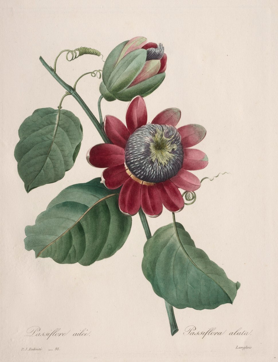 Válogatás a legszebb virágokból...a legszebb gyümölcsökből: Passiflore ailee, 1827. alkotó: Pierre Joseph Redouté
