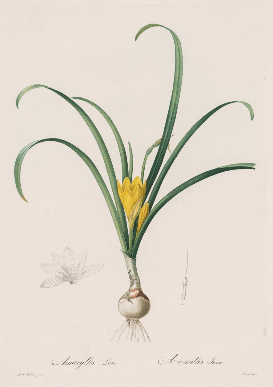 Liliaceae: Amaryllis Lutes, 1802-1816. alkotó: Pierre Joseph Redouté