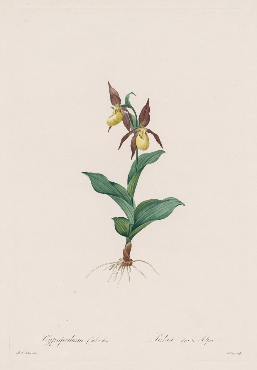 Les Liliacées: Cypripedium cipő, 1802-1816. alkotó: Pierre Joseph Redouté