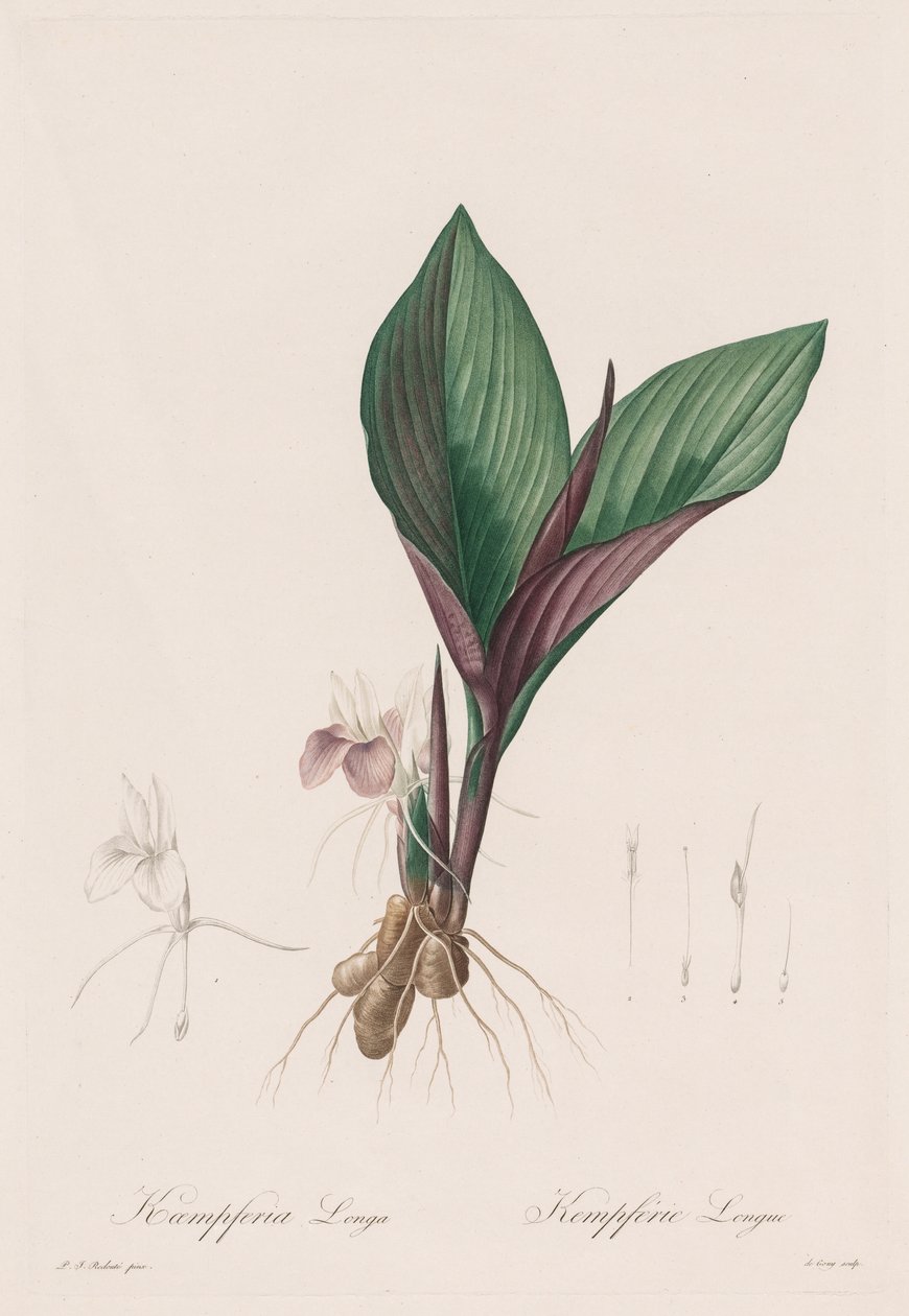 Les Liliacées: Kaempferia longa, 1802-1816. alkotó: Pierre Joseph Redouté