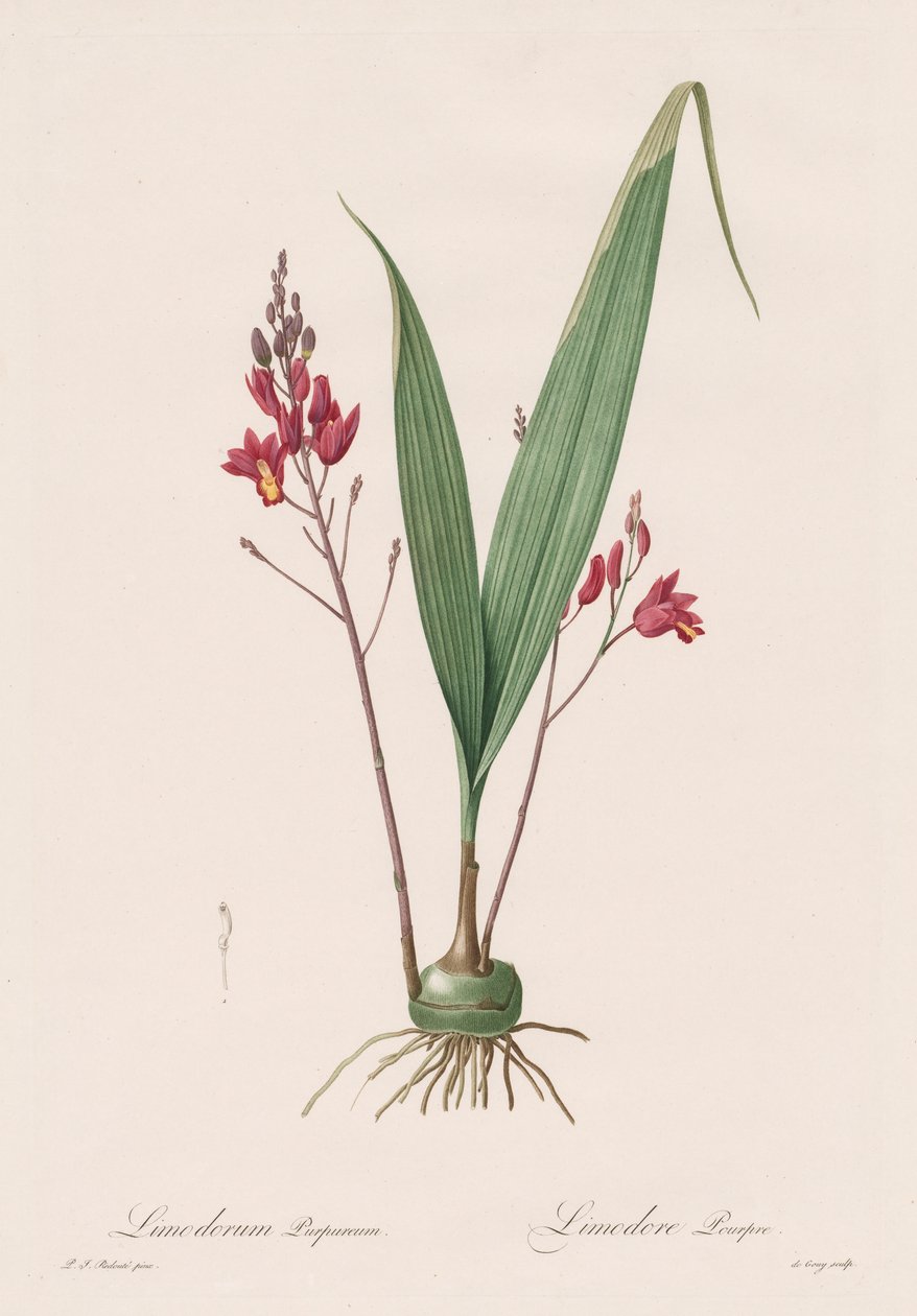 Les Liliacées: Limodorum purpureum, 1802-1816 alkotó: Pierre Joseph Redouté