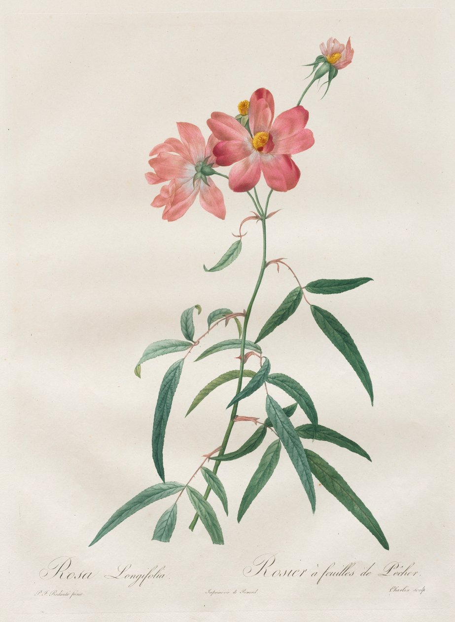 A rózsák: Rosa Longifolia, 1817-1824. alkotó: Pierre Joseph Redouté