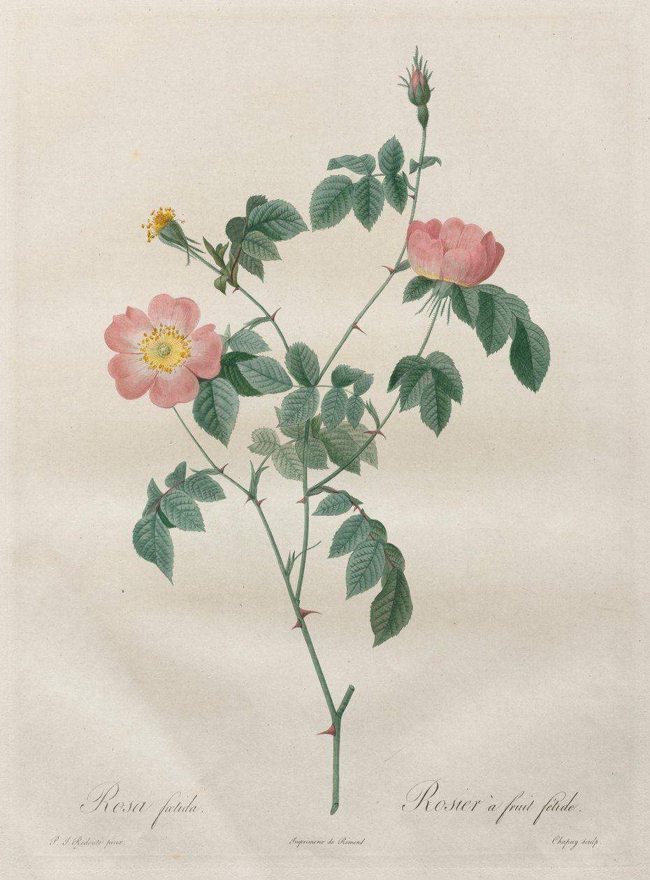 Les Roses: Rosa indica, 1817-1824. alkotó: Pierre Joseph Redouté