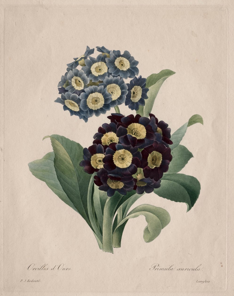 Primula auricula, 1827. alkotó: Pierre Joseph Redouté