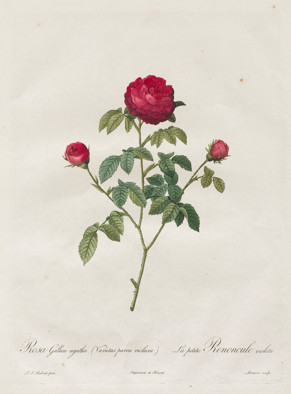 Provence vagy francia rózsa, 1817-1824. alkotó: Pierre Joseph Redouté