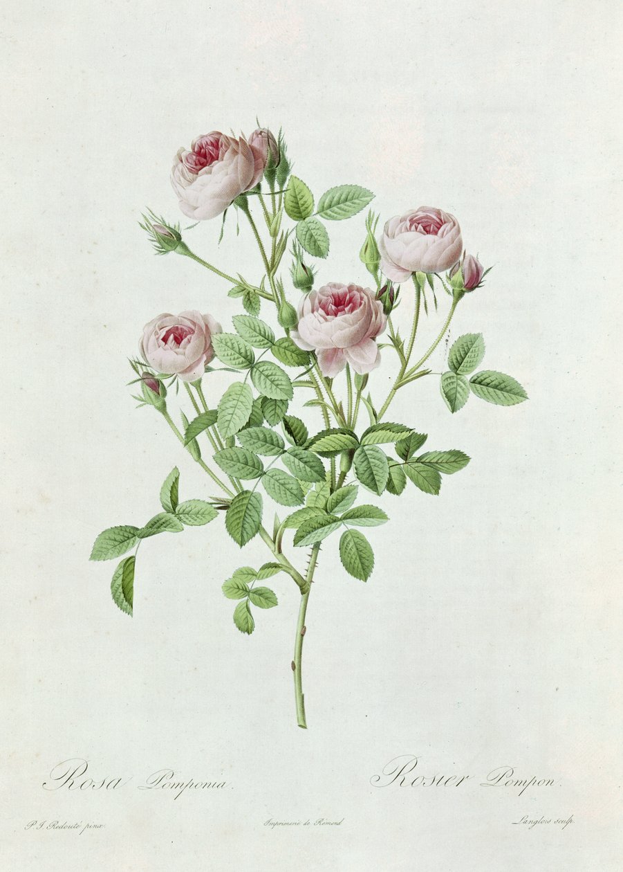 Rosa Pomponia, Claude Antoine Thory (1757-1827) „Les Roses” című művéből, Eustache Hyacinthe Langlois (1777-1837) metszete, 1817 alkotó: Pierre Joseph Redouté