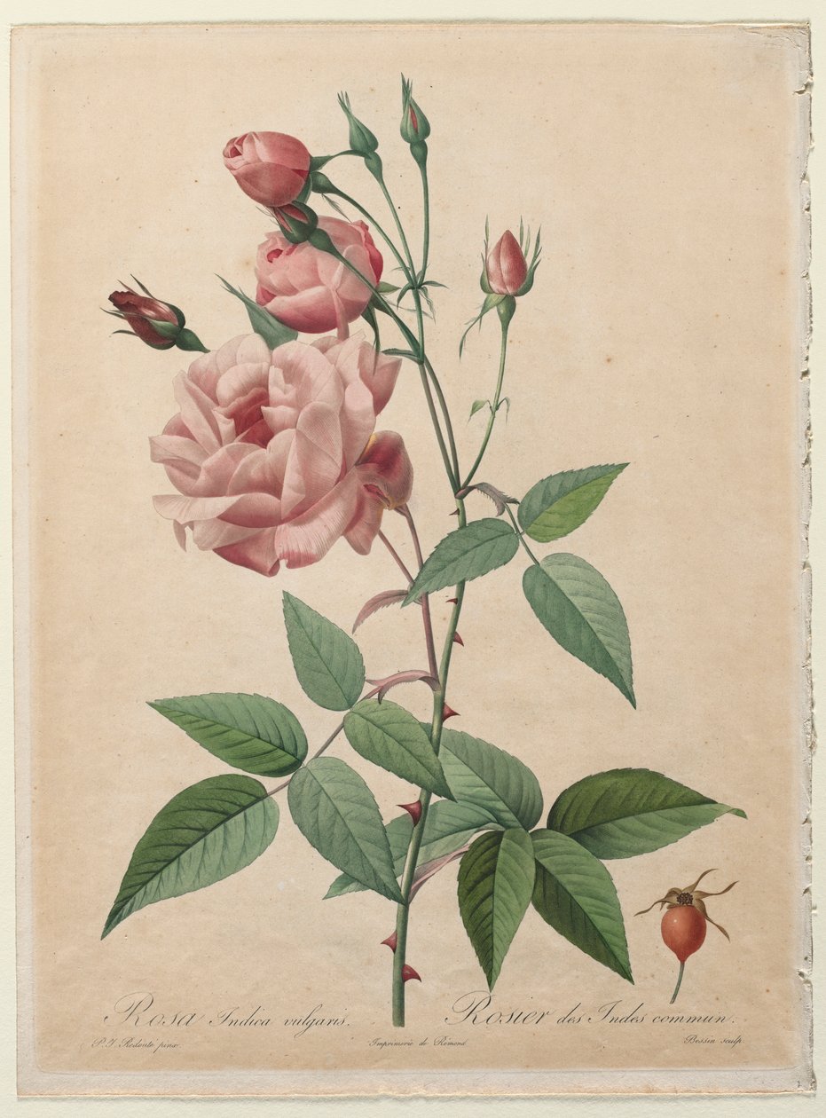 A rózsák: Kína vagy bengáli rózsa, 1817-1824. alkotó: Pierre Joseph Redouté