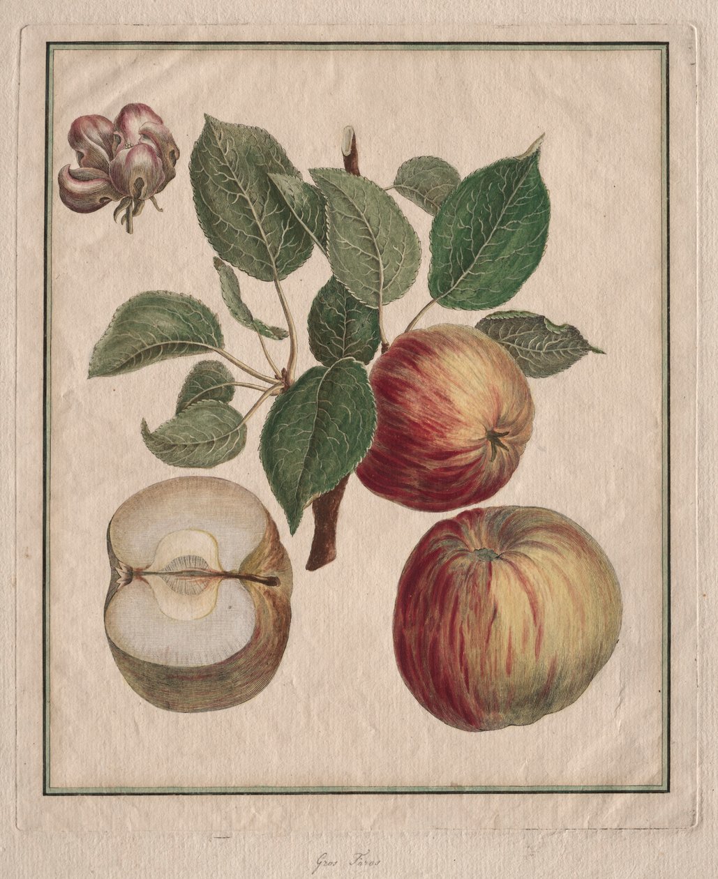 Alma levéllel és gyümölcsvirággal, 1768. alkotó: Henri Louis Duhamel du Monceau