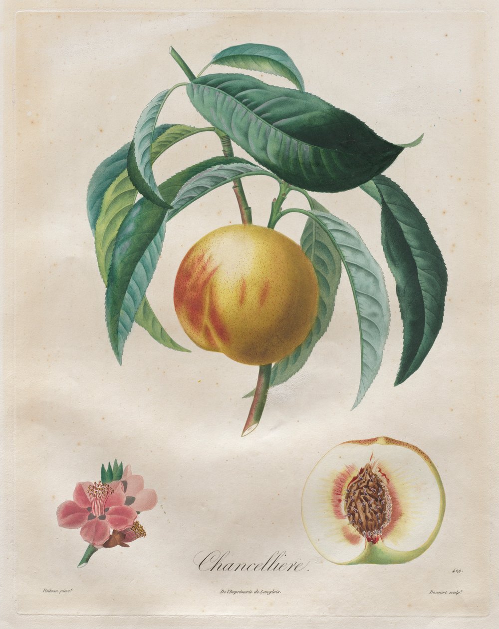 Gyümölcsfák szerződése: kancellár, 1808-1835. alkotó: Henri Louis Duhamel du Monceau