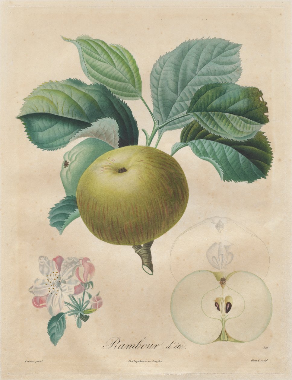 Értekezés a gyümölcsfákról: Summer Rambour, 1808-1835. alkotó: Henri Louis Duhamel du Monceau