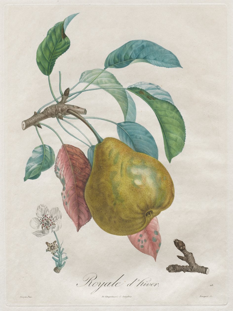 Értekezés a gyümölcsfákról: Winter Royal alkotó: Henri Louis Duhamel du Monceau