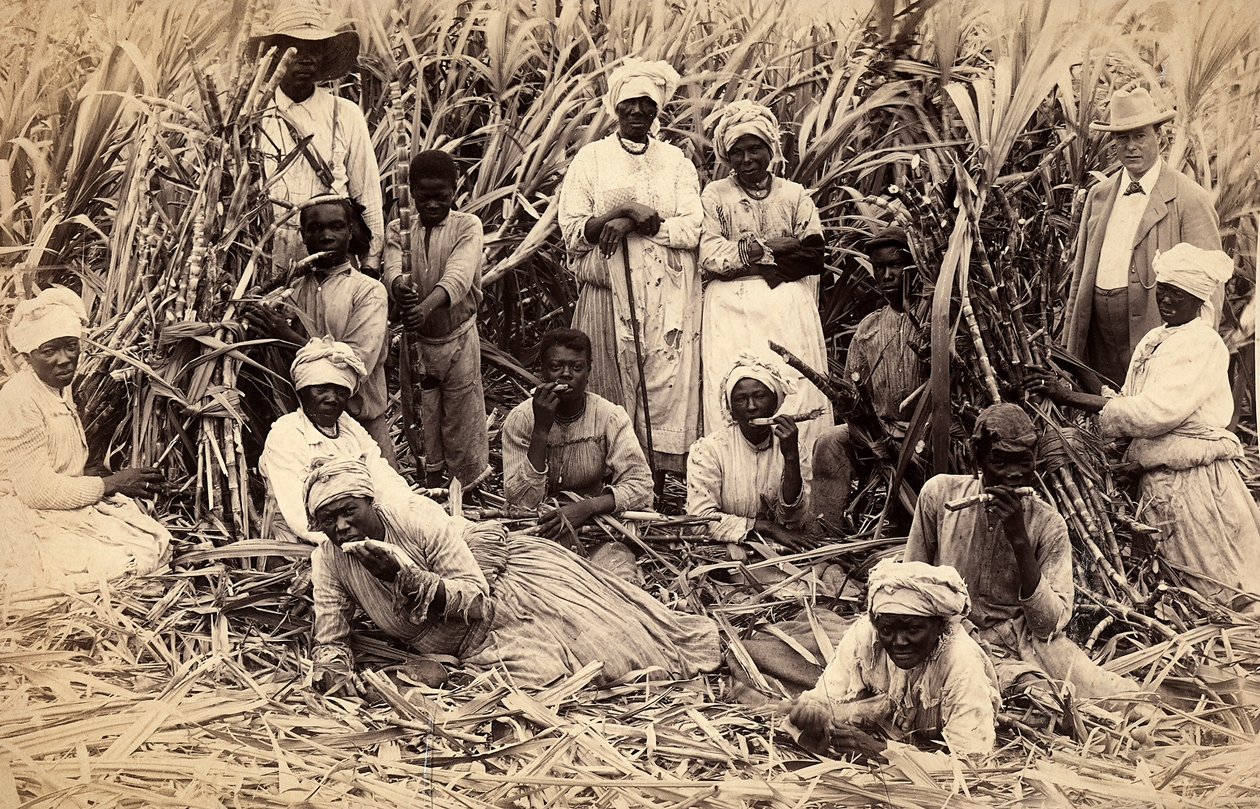Cukornádvágók, Jamaica alkotó: Henri S. Duperly