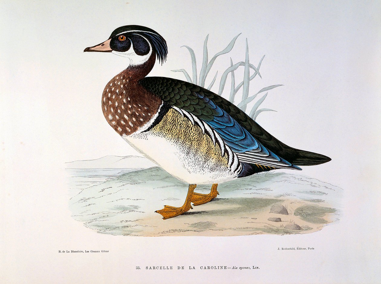 Caroline Plate kékeszöld kacsa ábrázolása, H. Blanchere alkotó: Henri de la Blanchere