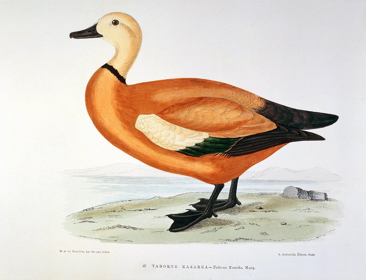 H. Blanchere egy kacsa tadorne kasarka Planche ábrázolása alkotó: Henri de la Blanchere