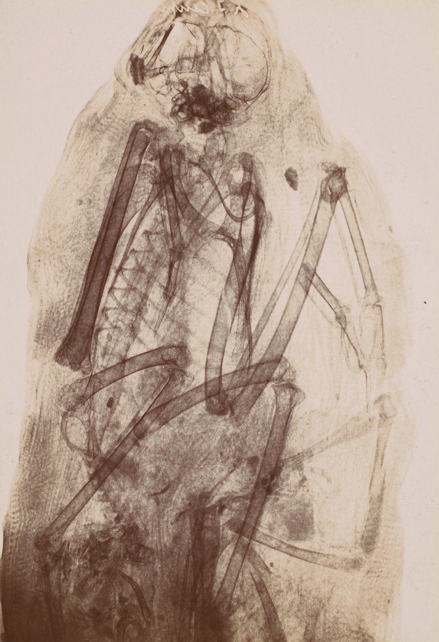 [Röntgen egy Raptor múmiájáról], 1896. alkotó: Henri van Heurck