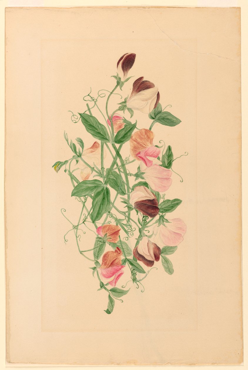 Rajz, édes borsó, 1875 alkotó: Henrietta Benson Homer