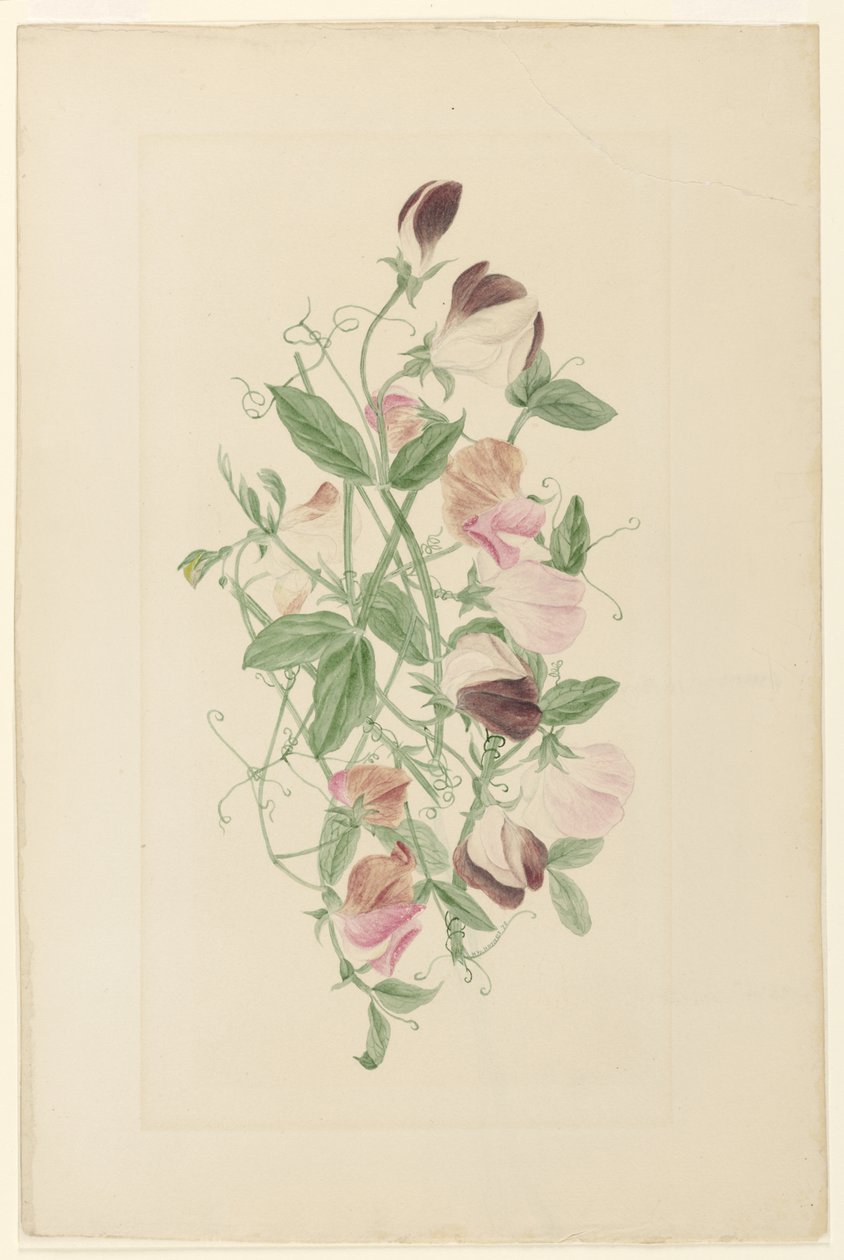 Édes borsó alkotó: Henrietta Benson Homer