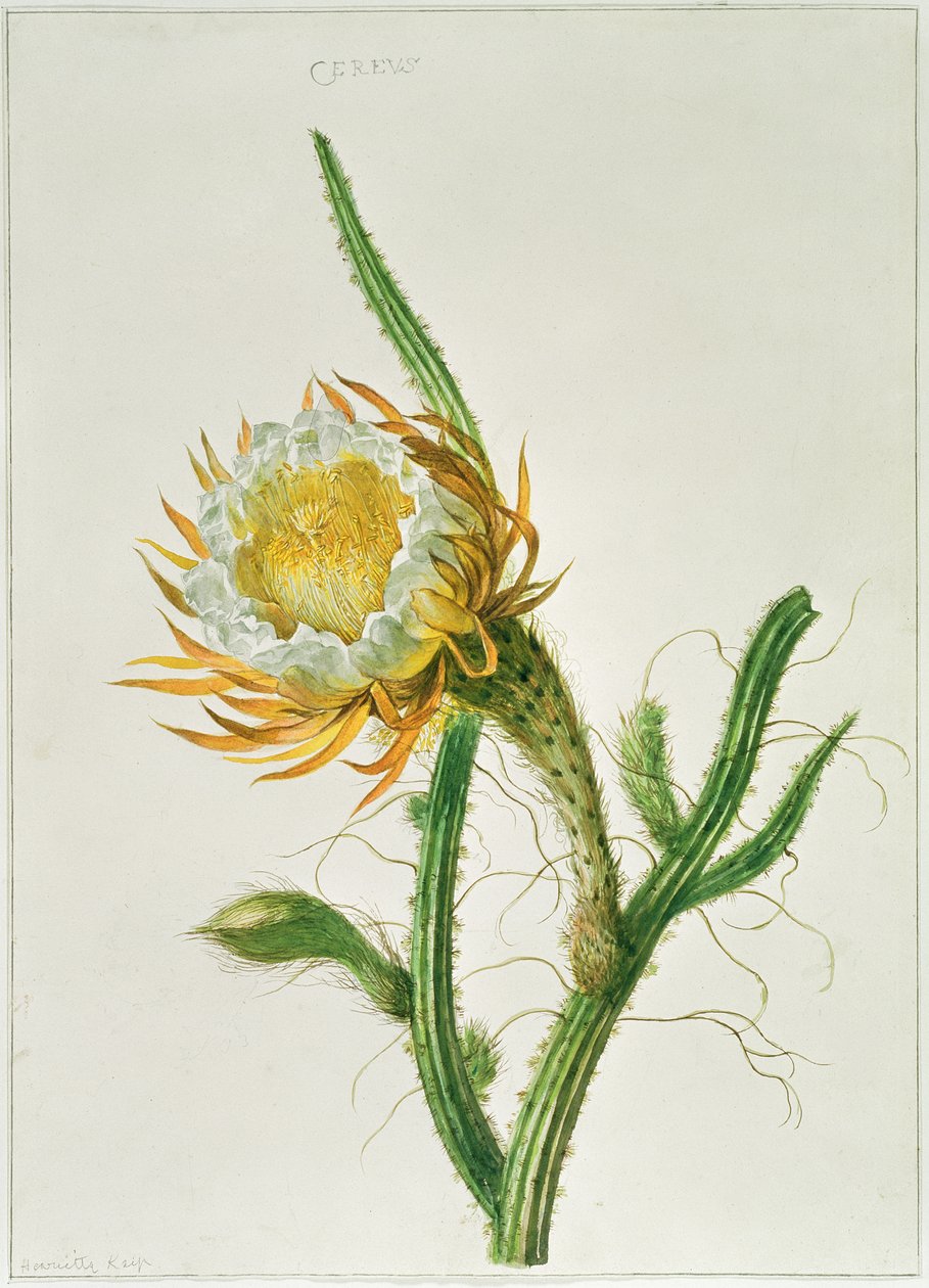 PD.729-11973 Éjszakai virágkaktusz (Selenicereus grandiflorus), Jamaicáról őshonos alkotó: Henriette Gertruide Knip