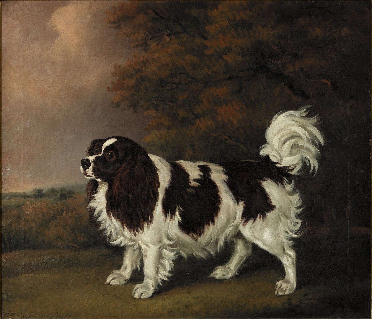 Tanulmány egy King Charles spánielről alkotó: Henry Bernard Chalon