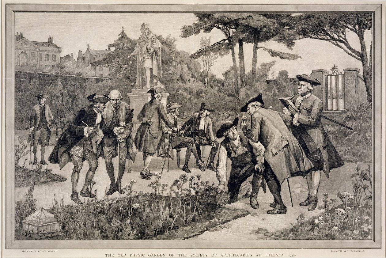 A Chelsea-i Patikusok Társaságának régi gyógyászati kertje, 1750, Thomas W. Lascelles (1885 körül) metszete, 1890. alkotó: Henry Gillard Glindoni
