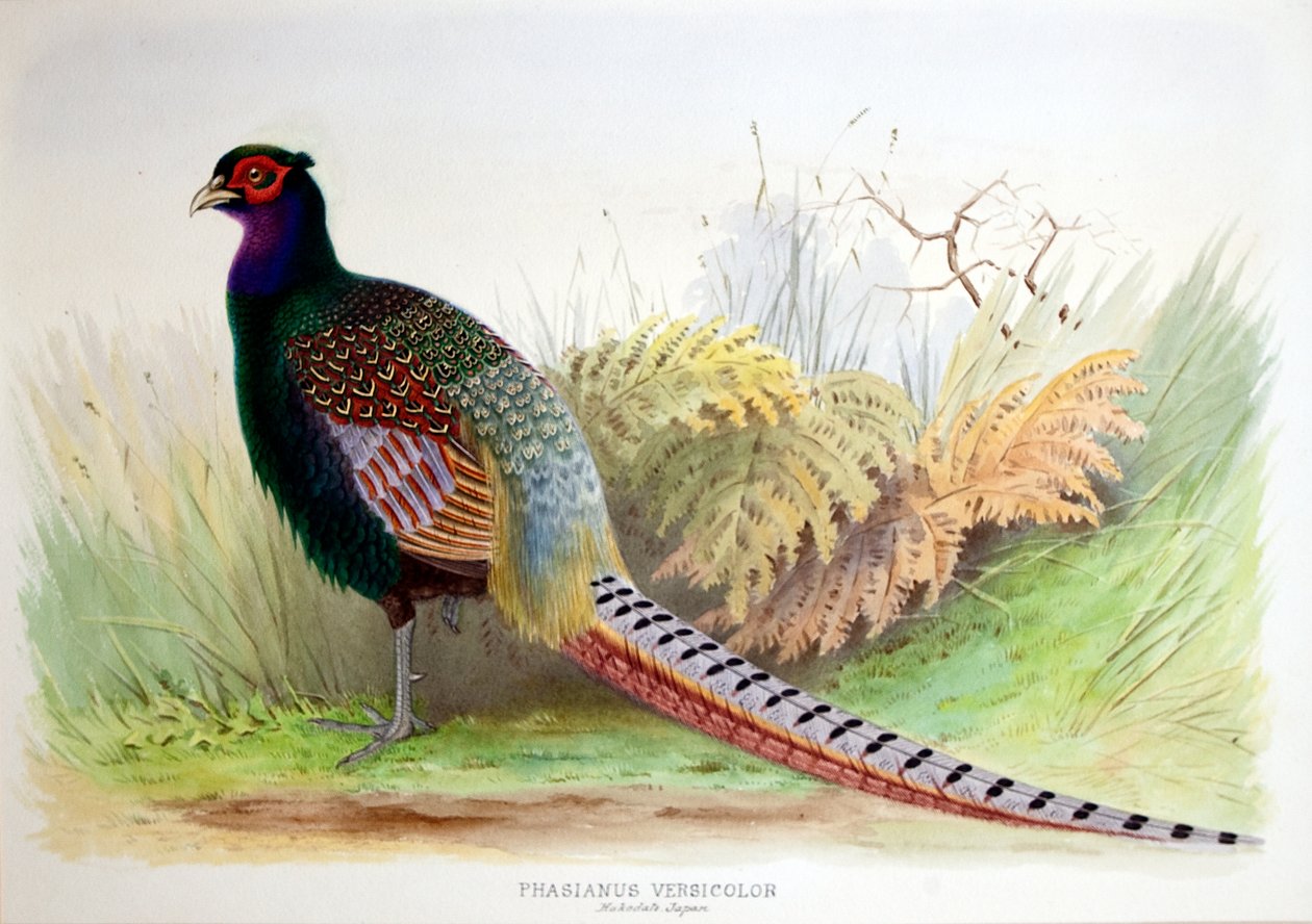 Phasianus Versicolor, 1896-1921 körül alkotó: Henry Jones